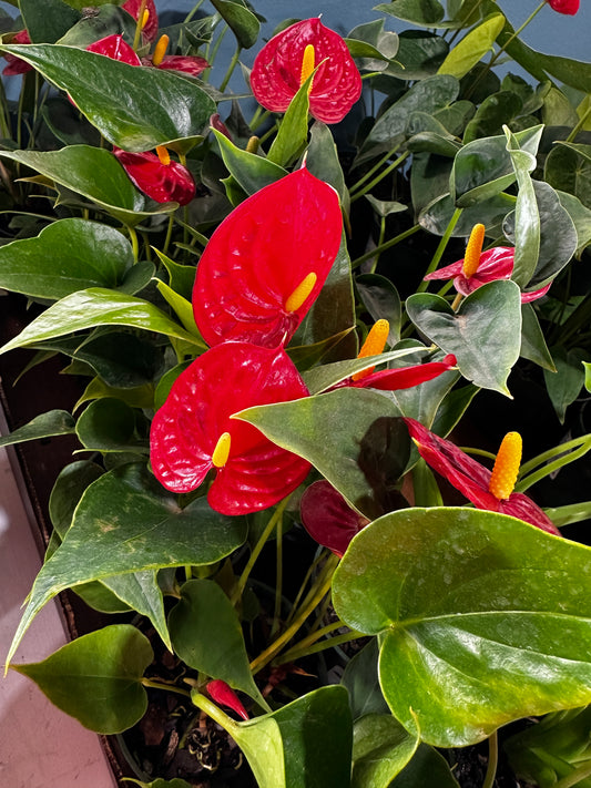4'' Anthurium Easy Red