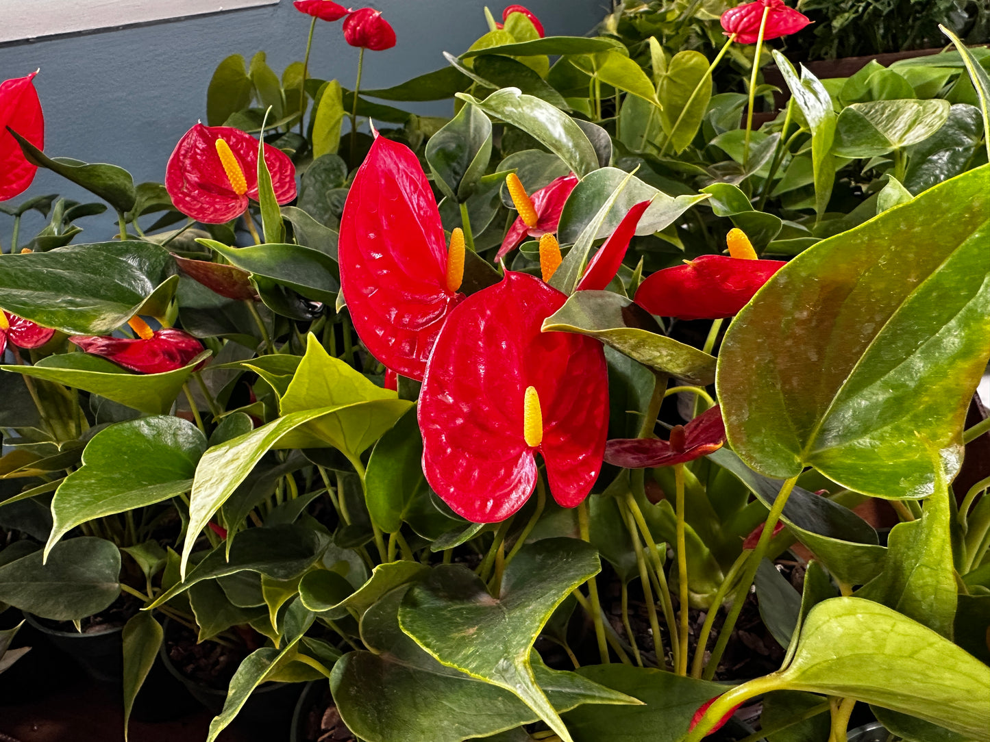4'' Anthurium Easy Red