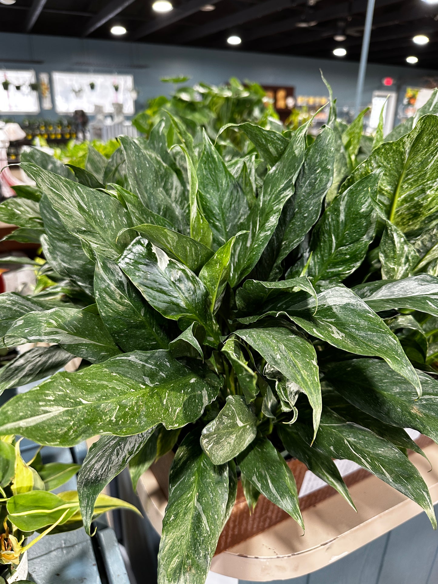 6'' Spathiphyllum Domino