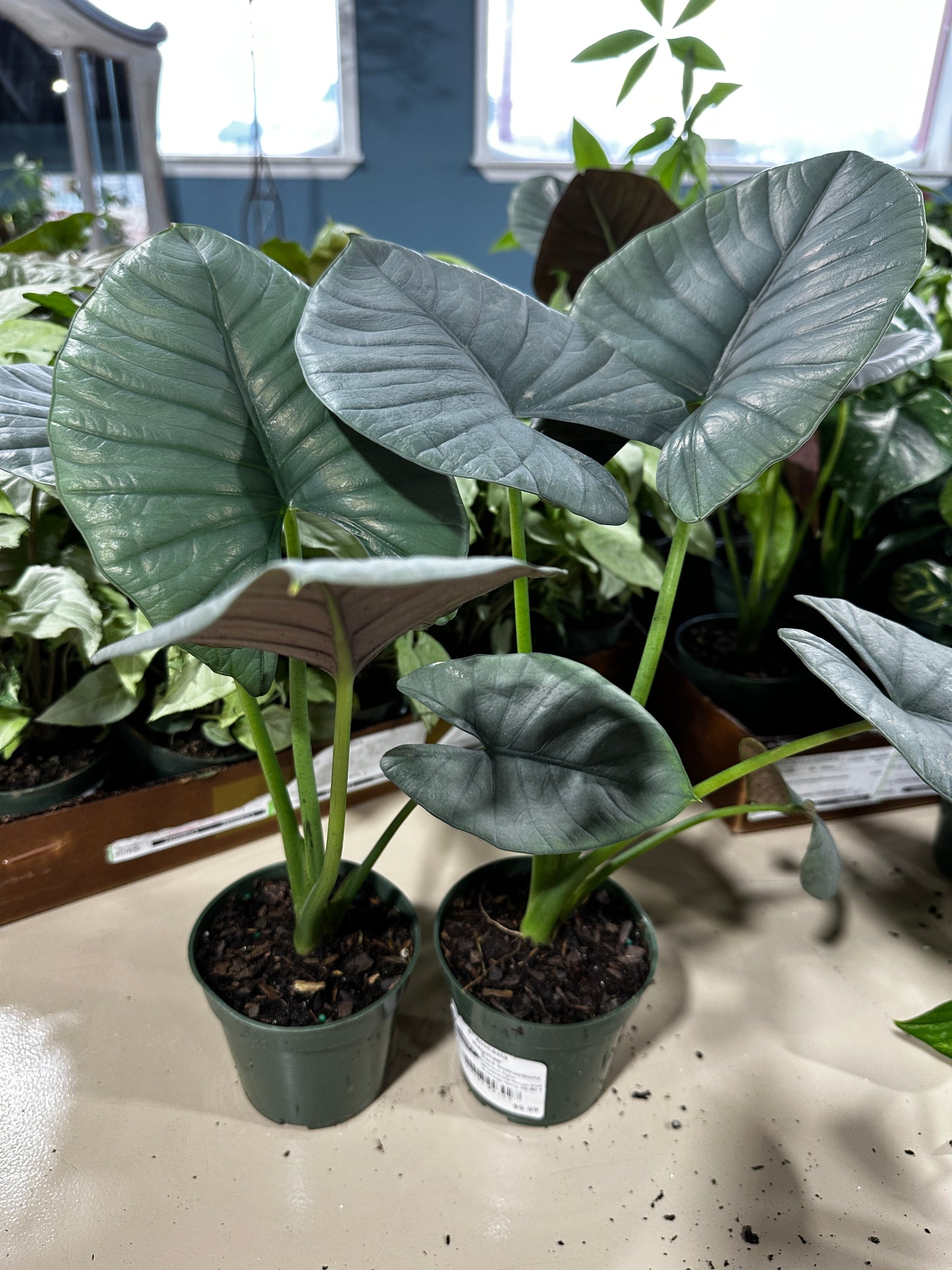 4'' Alocasia Reginae