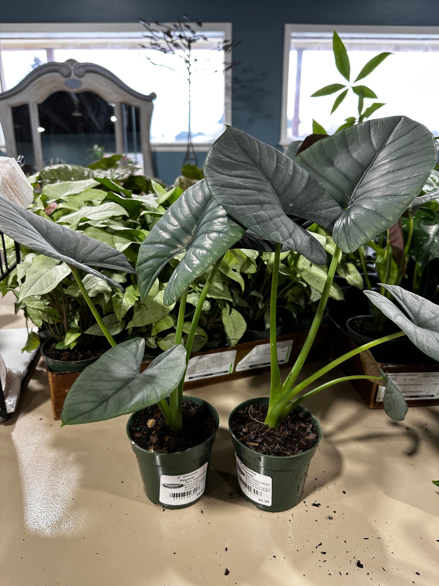 4'' Alocasia Reginae