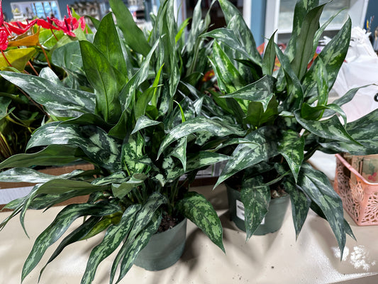 6'' Aglaonema Maria