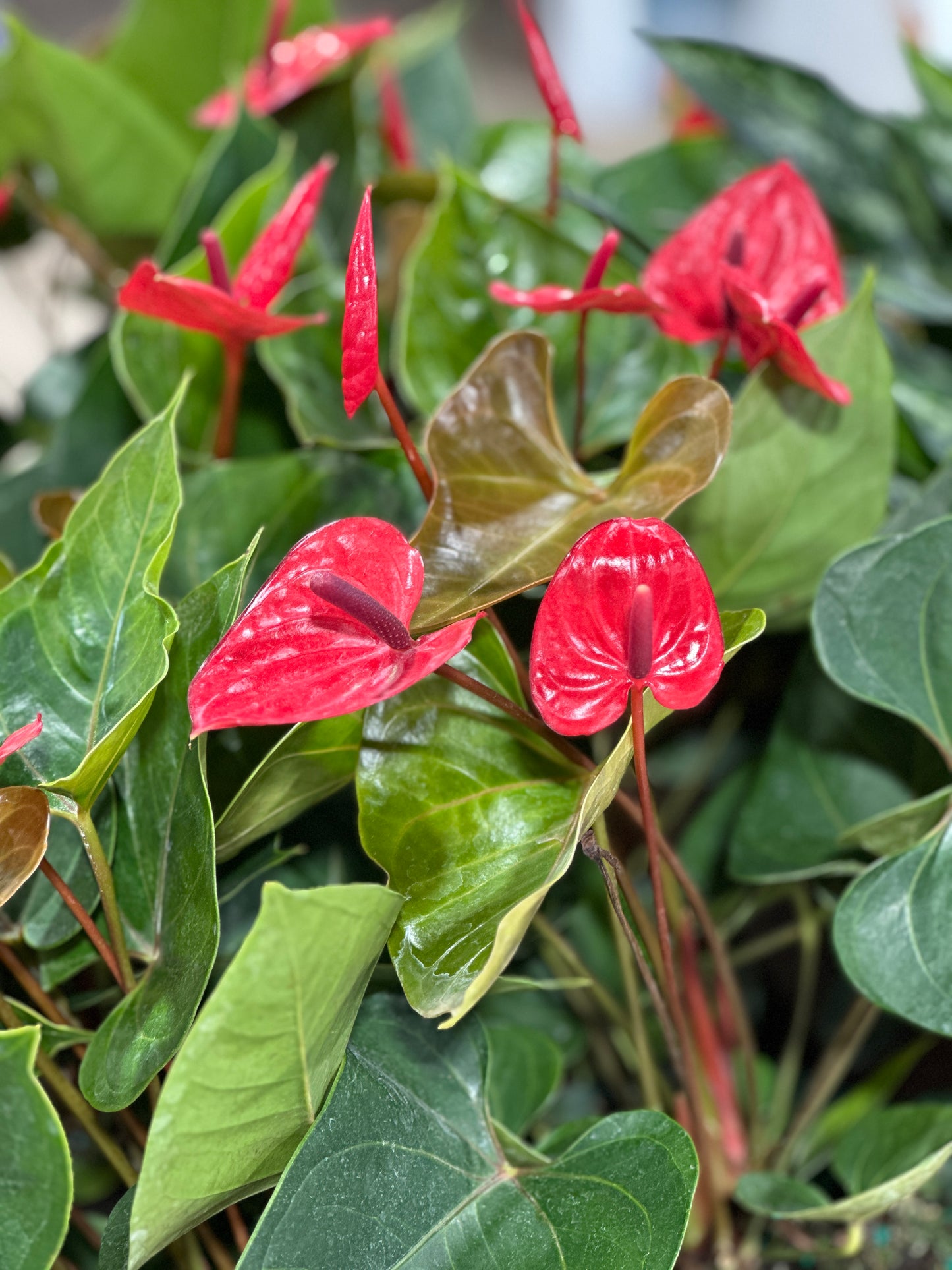 6'' Anthurium Red Heart
