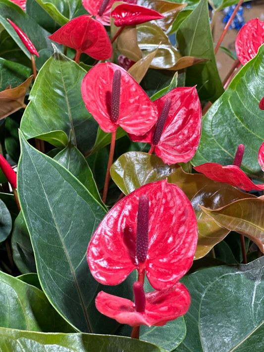 6'' Anthurium Red Heart