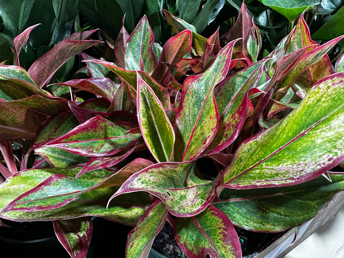 6'' Aglaonema Siam Red