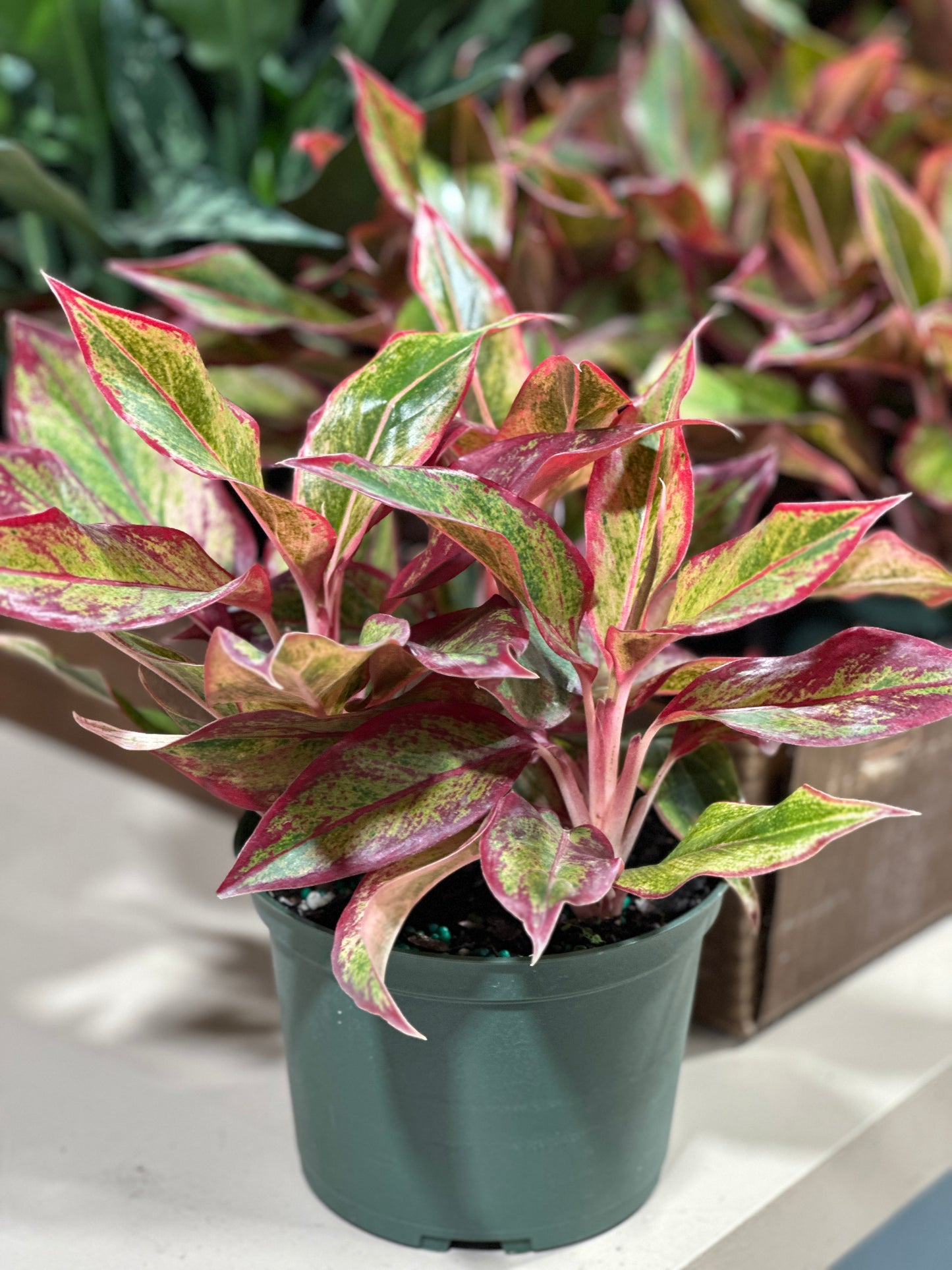 6'' Aglaonema Siam Red