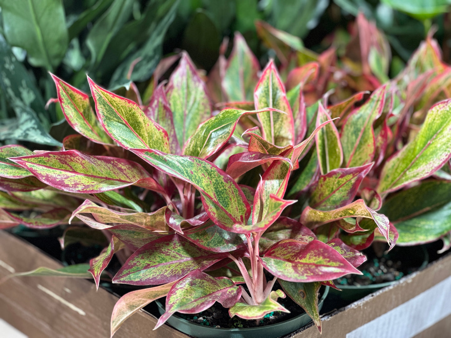 6'' Aglaonema Siam Red