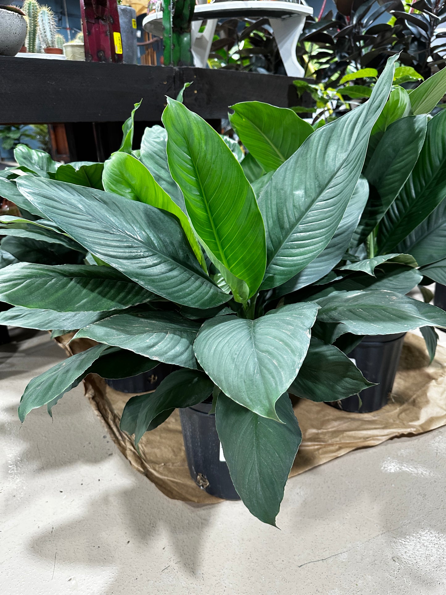 8'' Spathiphyllum Sensation