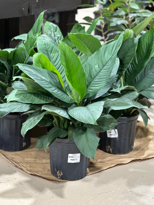 8'' Spathiphyllum Sensation