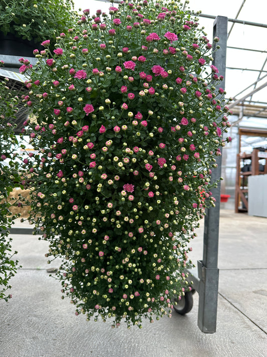GARDEN MUMS GIGI DARK PINK - FLOWER BAG