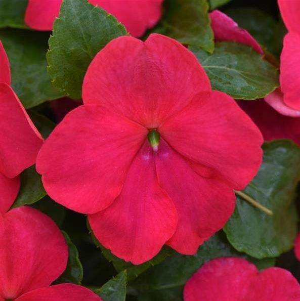 IMPATIENS BEACON LIPSTICK