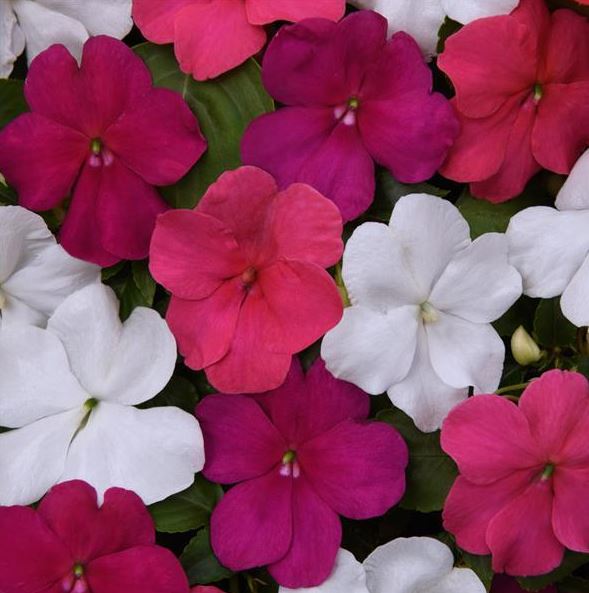 IMPATIENS BEACON PORTLAND MIX