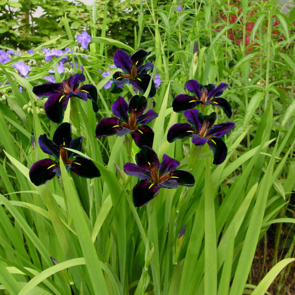Iris Louisiana Black Gamecock