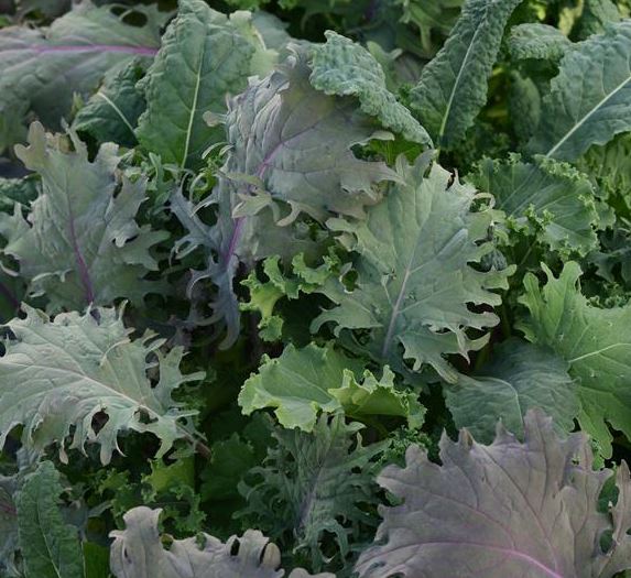 KALE STORM - JUMBO 6 PACK