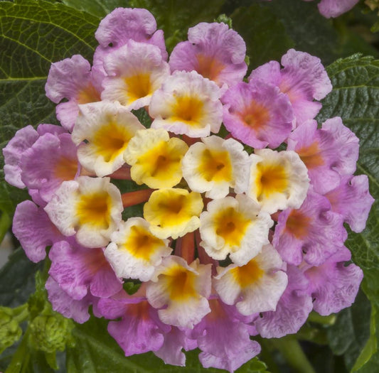 LANTANA BANDELERO LYCHEE