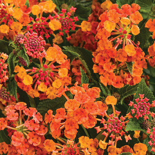 LANTANA LUSCIOUS MARMALADE