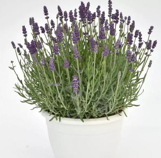 LAVENDER ENGLISH ANNET