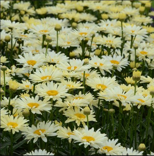 Leucanthemum superbum Amazing Daisies® 'Banana Cream II'