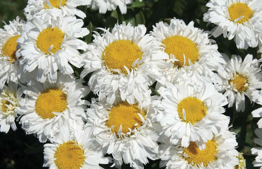 LEUCANTHEMUM FREAK!