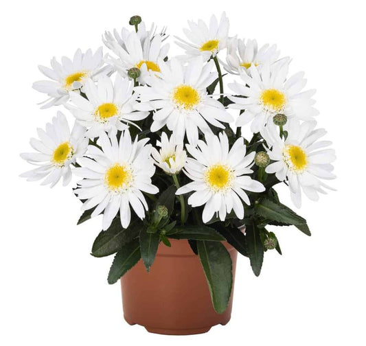 Leucanthemum x superbum Sweet Daisy 'Birdy'