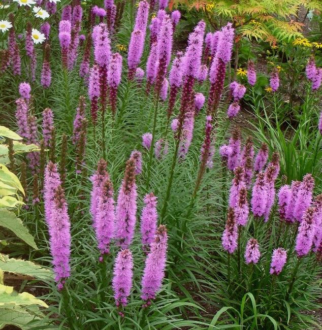 Liatris spicata 'Kobold'