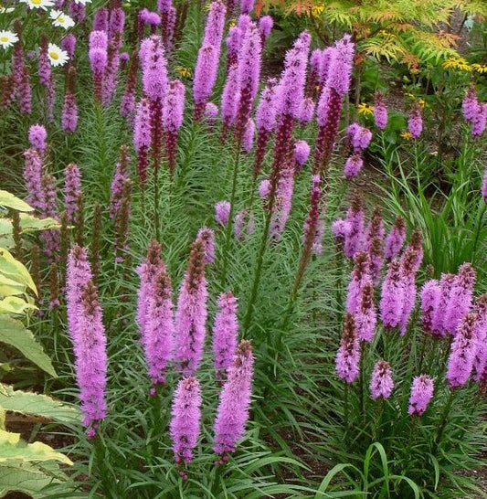 Liatris spicata 'Kobold'