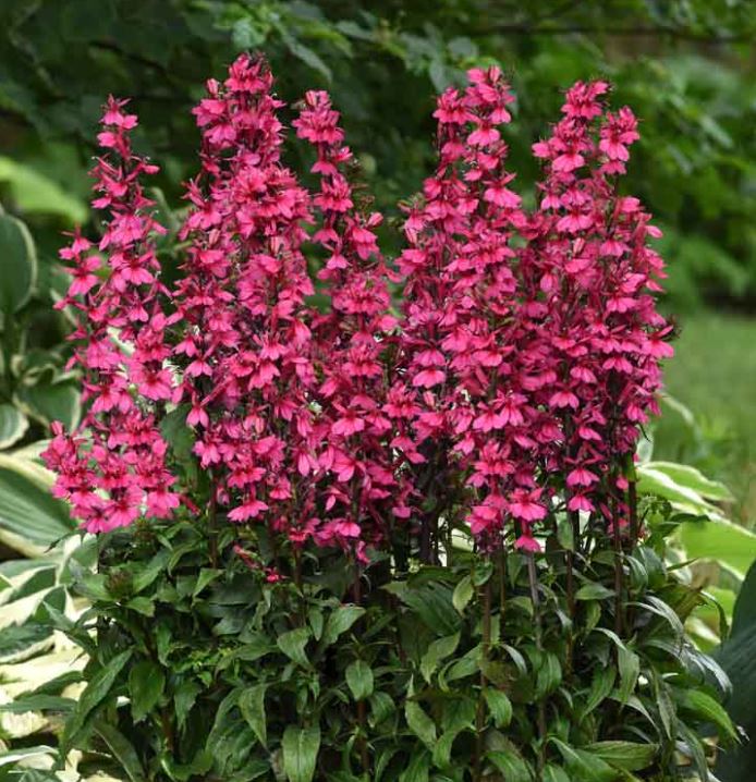 Lobelia 'Starship Rose'