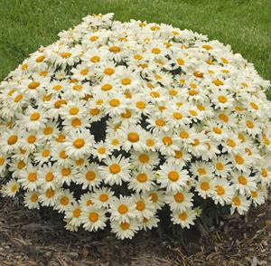 Leucanthemum x s. 'Whoops-A-Daisy'