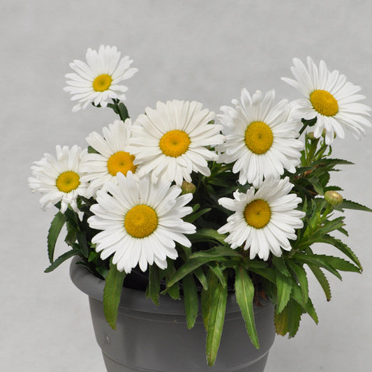 Leucanthemum Lancaster® Betsy™