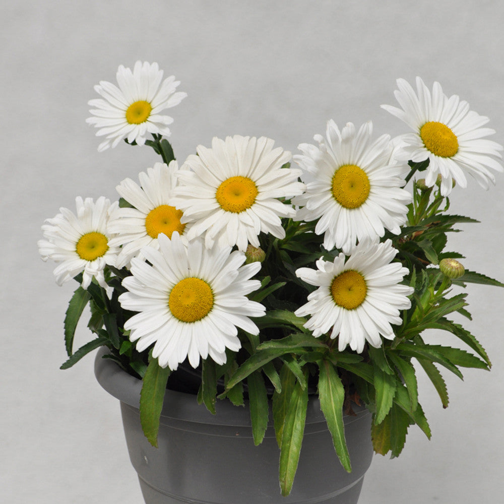 Leucanthemum x superbum Lancaster® Betsy™