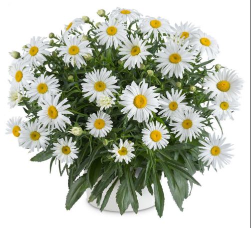 Leucanthemum 'Lucille™ Grace'