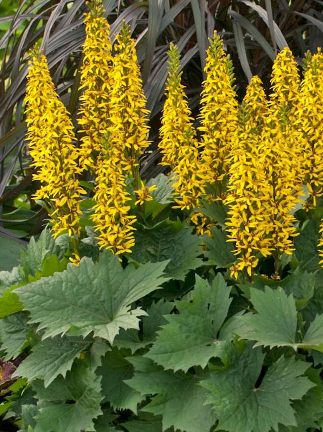 Ligularia 'Bottle Rocket'