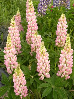 LUPINUS 'GALLERY PINK'