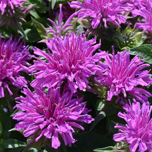 Monarda didyma Balmy™ 'Lilac'