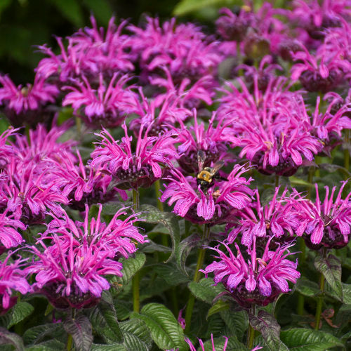 Monarda  'Leading Lady Plum'