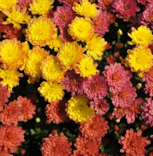 GARDEN MUMS COMBO INDIAN SUMMER - 12'' POT