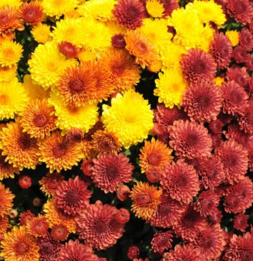 GARDEN MUMS COMBO JACK O'LANTERN - 10'' POT