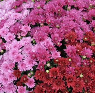 GARDEN MUMS COMBO WILD BERRY - 10'' PORCH POT