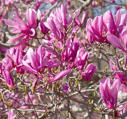 Magnolia x 'Ann'