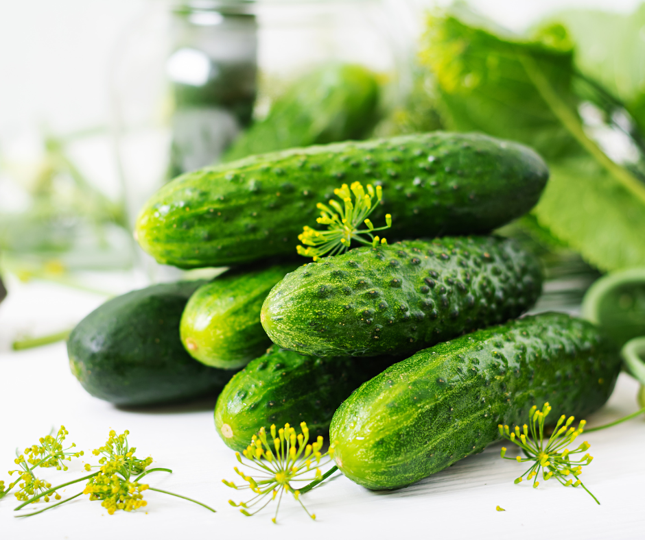 CUCUMBER GHERKING - 4" POT