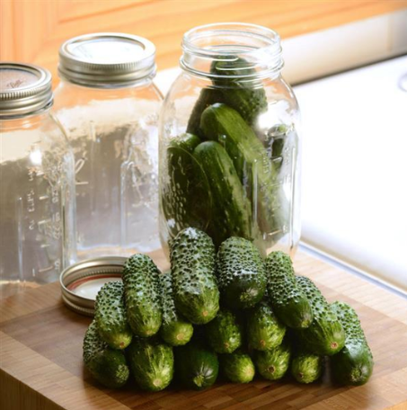 CUCUMBER GHERKING - 4" POT