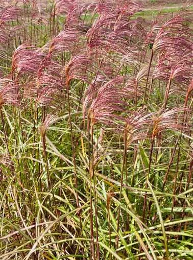 Miscanthus sinensis 'Zebrinus'