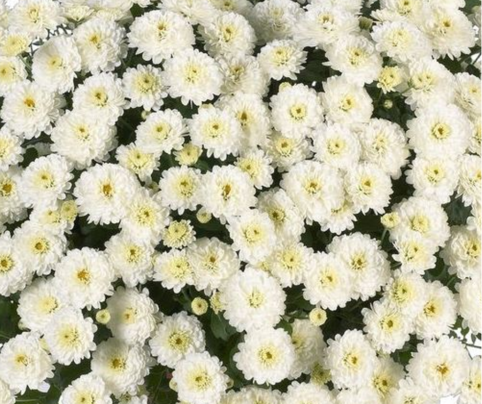 GARDEN MUMS GIGI SNOW - FLOWER BAG