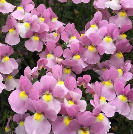 NEMESIA AROMANCE PINK