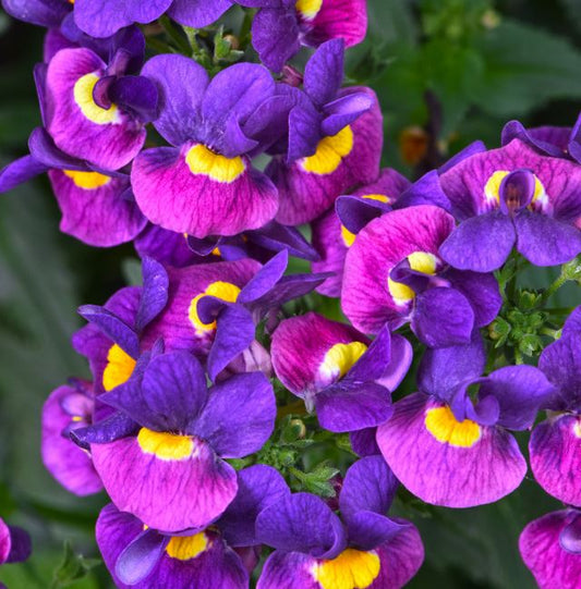 NEMESIA ESCENTIAL SUGARBERRY