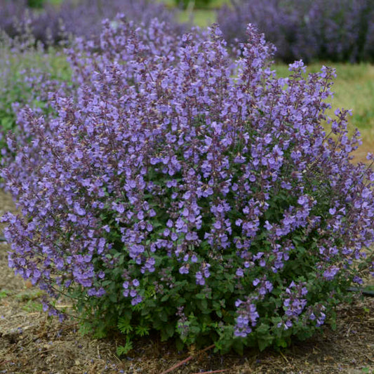 NEPETA KITTEN AROUND