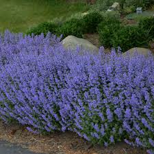 Nepeta faassenii 'Purrsian Blue'