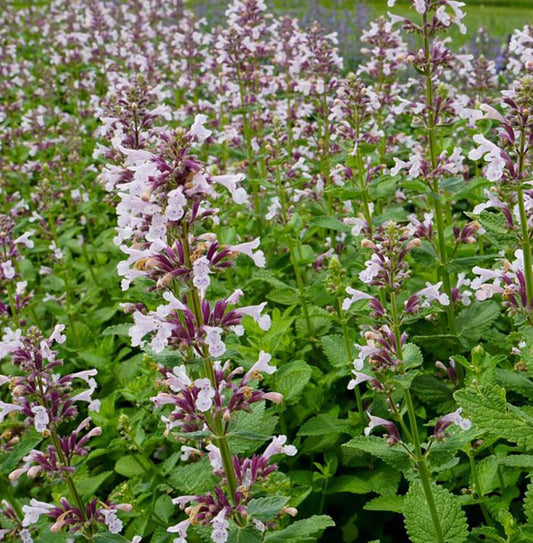 NEPETA WHISPURR PINK