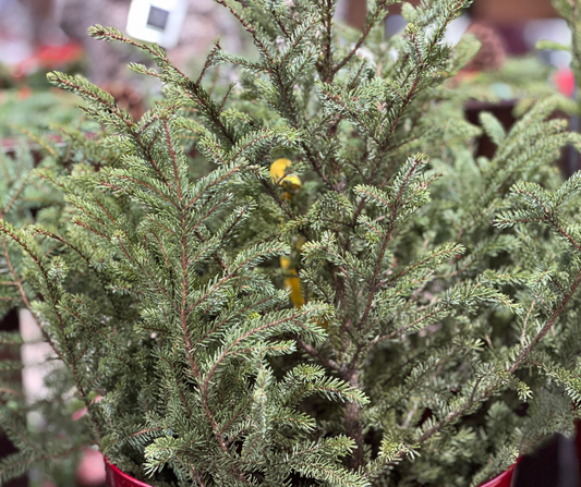 Window Box Spruce Tops (Xmas)