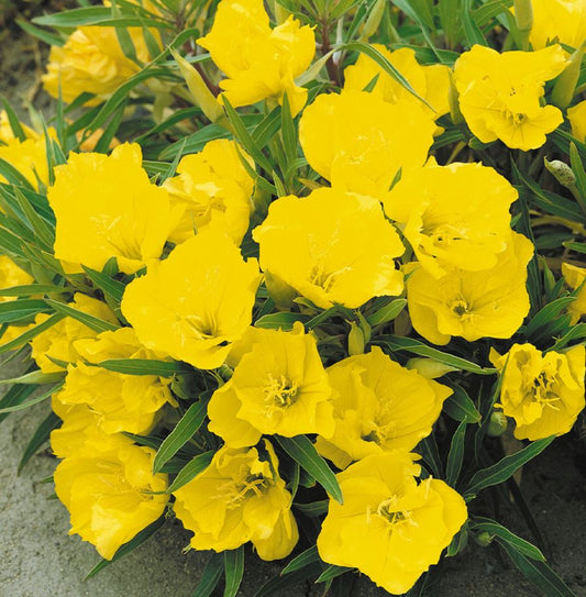 OENOTHERA EVENING SUN